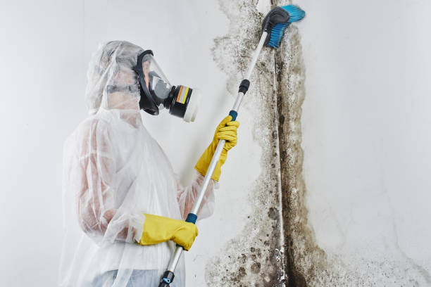 Best Office Mold Removal Services  in Laureles, TX