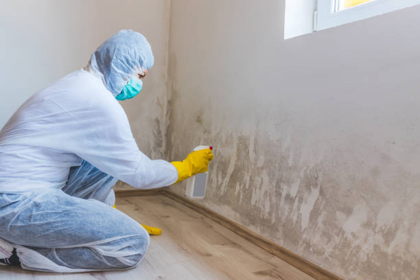 Best Attic Mold Removal  in Laureles, TX
