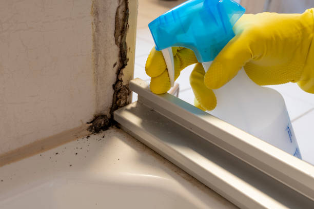 Best Mold Cleaning Services  in Laureles, TX