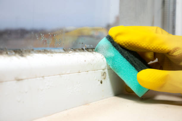 Best Same-Day Mold Removal  in Laureles, TX