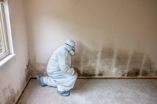 Best Same-Day Mold Removal  in Laureles, TX