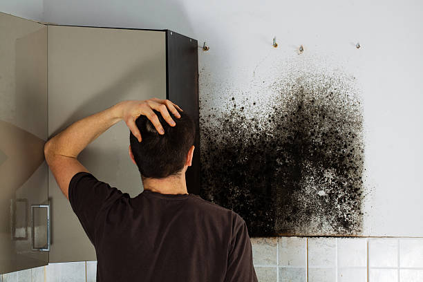 Best Commercial Mold Removal  in Laureles, TX