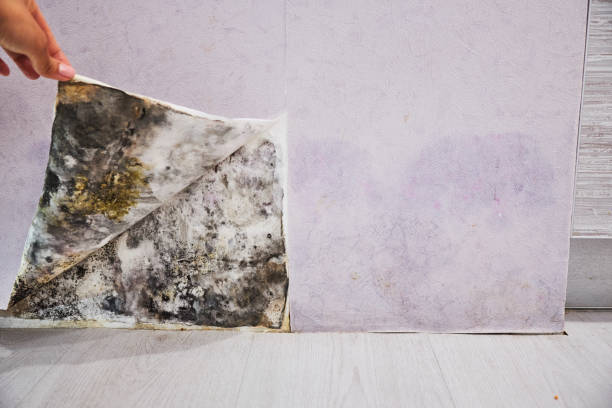 Office Mold Removal Services in Laureles, TX
